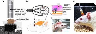 Cortical Electrical Stimulation Ameliorates Traumatic Brain Injury-Induced Sensorimotor and Cognitive Deficits in Rats